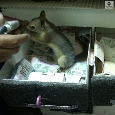 TOUGH NUT: A Turkish jeweler has the best place to squirrel away his earnings. His cash register is guarded by a loyal, lion-hearted squirrel who attacks anyone who lays a finger on his cash.