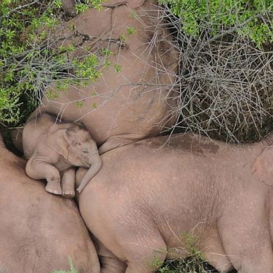 VIDEO: Elephants rest, solar eclipse, students go to prom: The Week in Photos