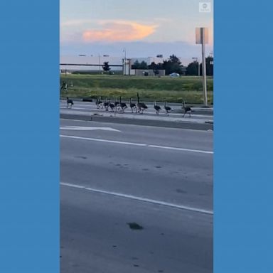 Dozens of geese snarled traffic as they walked across a highway in Lakeshore, Ontario.