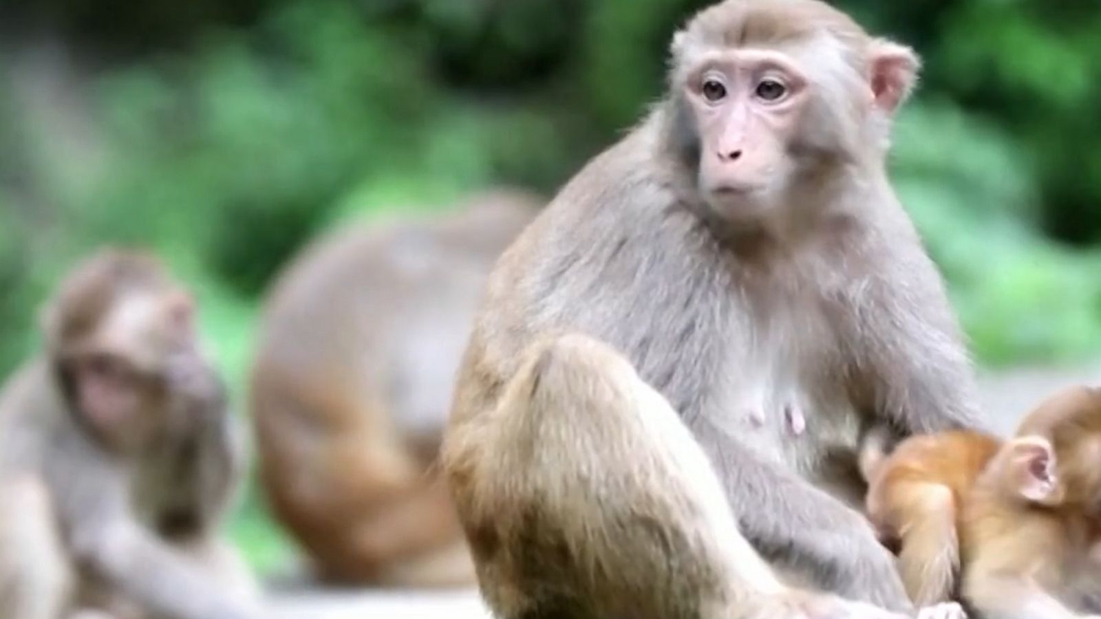 More Than 100 Monkeys Cross River In China - Good Morning America