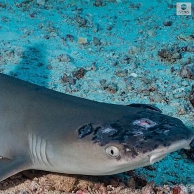 PHOTO: Scientists are investigating a skin disease affecting whitetip reef sharks, with some early reports suggesting rising sea temperatures due to global warming could be to blame.