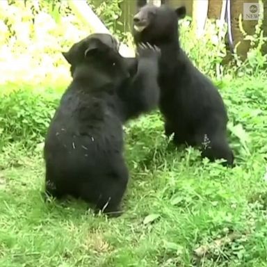 CUB ON IN: Two tiny bear cubs as "small as kittens" and unable to open their eyes are rescued by villagers and given shelter at the India-Pakistan border.