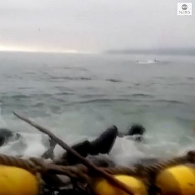 All aboard! Dozens of sea lions seeking to escape a pack of hunting killer whales in southern Chile surprised the crew of a fishing boat by trying to board it en masse.