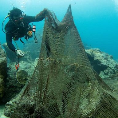 VIDEO: Coral reef rescue, summer solstice celebrations: World in Photos, June 21