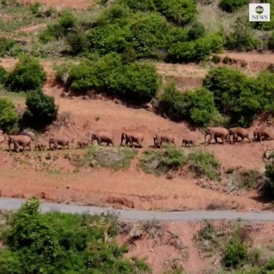 ELEPHANT ENERGY: New drone footage shows a famous ​herd of migrating Chinese elephants on the move again. 