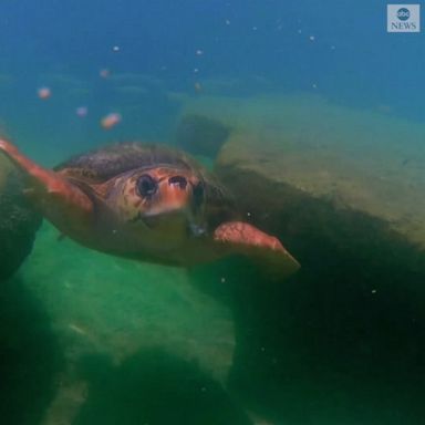 REHABILITATE & RELEASE: A conservation group protects endangered sea turtles that wash up on the beach in Dubai.