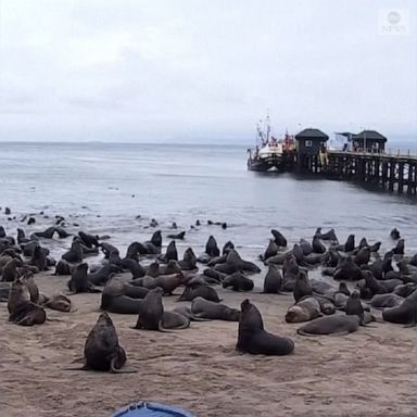 Authorities in Chile are asking people not to feed or approach the hundreds of marine mammals that have taken over beaches in the town of Tomé.