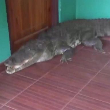 PHOTO: Authorities removed a nearly 9-foot crocodile that showed up at the front door of a family’s home, but not without a fight.