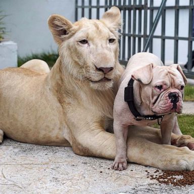 VIDEO: Lion and dog, Wimbledon and Tropical Storm Elsa: World in Photos, July 6