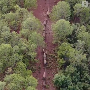 A herd of migrating elephants traveled almost eight miles into woodland near Yuxi City in China. One male elephant strayed 37 miles northeast from the rest of the group.