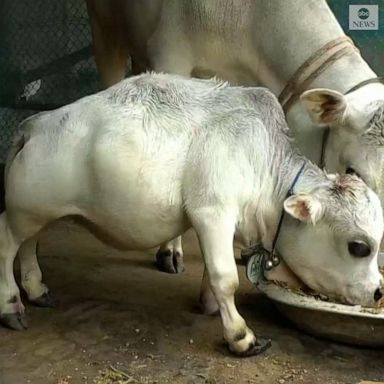 UDDERLY ADORABLE: At just 20 inches tall, this miniature cow could be the world’s smallest. 