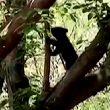 Handlers in Islamabad, Pakistan, are preparing to release Daboo the bear cub back into the wild by teaching him how to find food.