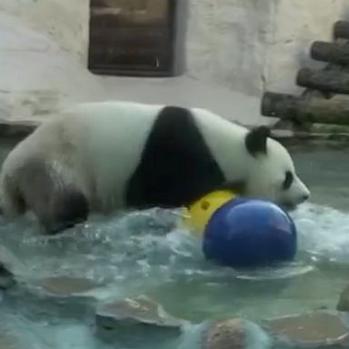 A panda bear enjoys a swim and cools down at the Moscow Zoo in Russia.