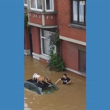 Residents in Liege, Belgium, rescued two dogs from the catastrophic flooding that has inundated parts of Europe.