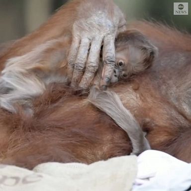 NEW BEGINNINGS: A zoo in Israel welcomed a baby Sumatran orangutan, one of the world’s most endangered great apes.