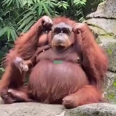 PHOTO: Orangutan tries on woman’s sunglasses after safari park visitor drops her shades into an enclosure during a trip.