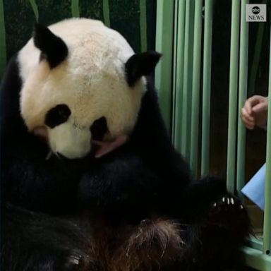 PHOTO: Giant panda on loan to France from China gives birth to two female twins, the second and third cubs ever born in the country.