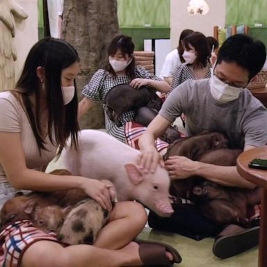 VIDEO: Inside Japan’s animal cafe phenomenon