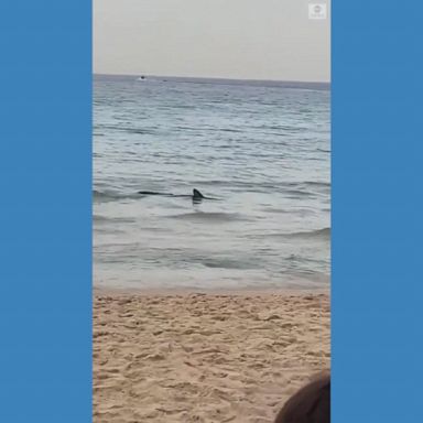 Beachgoers had a close encounter with a shark swimming in shallow waters near the shore in Benidorm, Spain, before it returned to deeper waters, according to police.