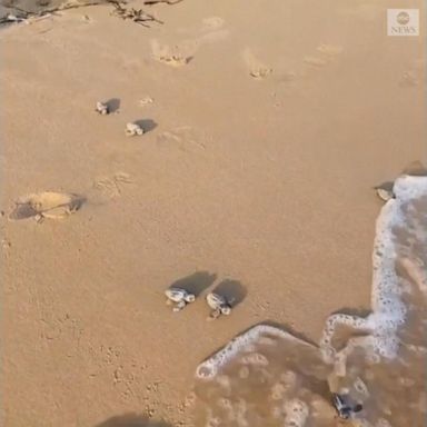 VIDEO: Baby turtles make their way toward sea in southern Italy