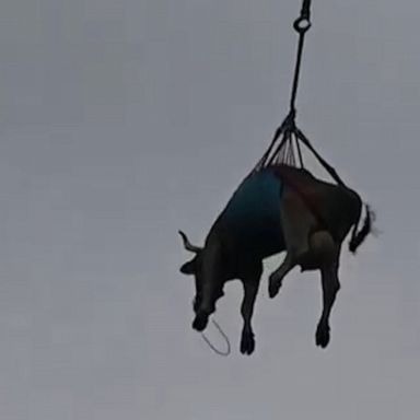 Thousands of cows, some of which were transported by helicopter, made the hourslong exodus from high up in the Swiss Alps down to lower pastures in the traditional descent that marks the end of the herds’ summer sojourn.