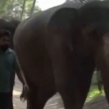 Twin elephants were born for the first time in nearly 80 years at the Pinnawala Elephant Orphanage in Sri Lanka, according to wildlife authorities.