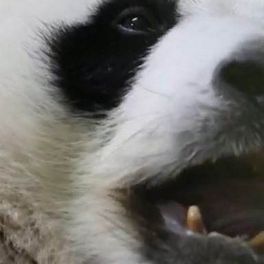 Twin baby pandas at a zoo in France turned 1-month-old, as they gained weight and grew fur, though their eyes are not yet open and they are not yet crawling.