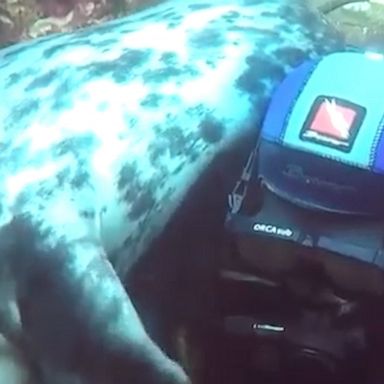 A scuba diver and a gray seal enjoyed an underwater cuddle in a sweet encounter off the coast of England’s Farne Islands.