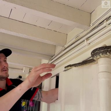 A particularly stubborn python hiding inside the wall of a home in Queensland gave this snake catcher some trouble before it was safely removed.