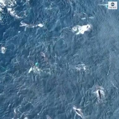 Drone footage captured a megapod of nearly 100 humpback whales feeding off the coast of Australia, which locals said was the largest such gathering of the animals witnessed in decades.