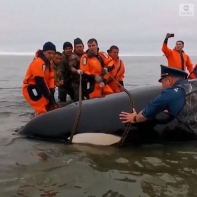 A baby orca whale was returned to open water after becoming stranded during low tide along Russia’s Far East coast.