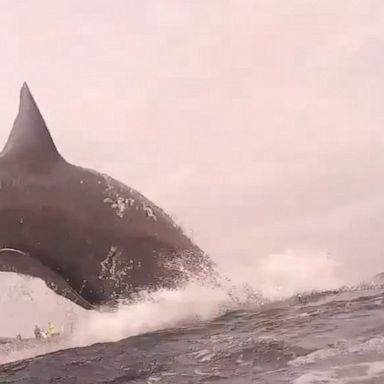 Swimmers off the coast of Ireland got a thrill when a basking shark breached right in front of them.