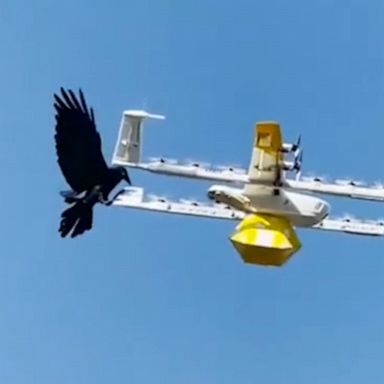 A Canberra man thought using a drone to deliver coffee would be fast—until a bird started attacking it.