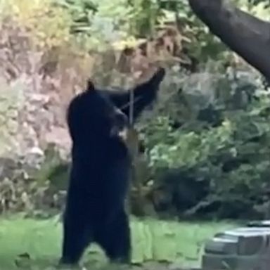 This bear enjoyed a "swinging time" in the front yard of a home in British Columbia.