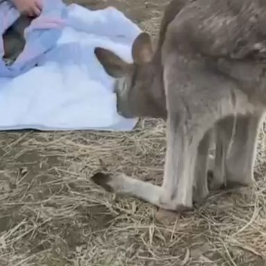 The adorable reunion with mom took place at a wildlife sanctuary.