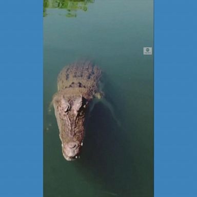 A crocodile leaped out of the water and sank its teeth into a low-flying drone at a wildlife park in Darwin, Australia.