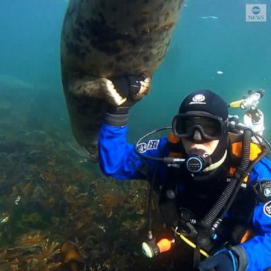 A friendly seal made friends with a scuba diver off the coast of Northumberland, England. 