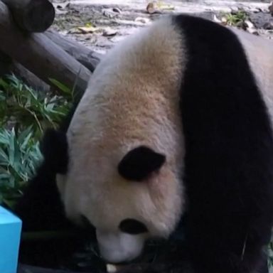 Three panda cubs celebrated their birthdays with a joint bash, where they were treated to a feast of fruit and bamboo cakes.