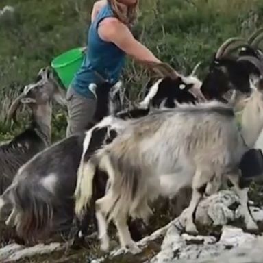 A crew of Old Irish Goats and their herder are being deployed as part of a bid to curb wildfires in a wild area of Dublin, Ireland.