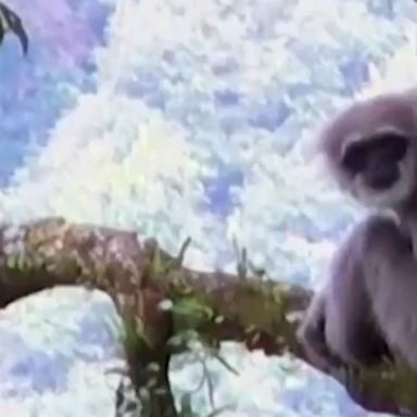 Officials in Indonesia are racing against time to save the endangered Javan gibbon, a rare primate species impacted by climate change on its habitat.