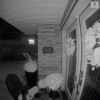 A black bear was spotted struggling to snack on a large display pumpkin on a resident's porch after it had snacked on some other pumpkins.