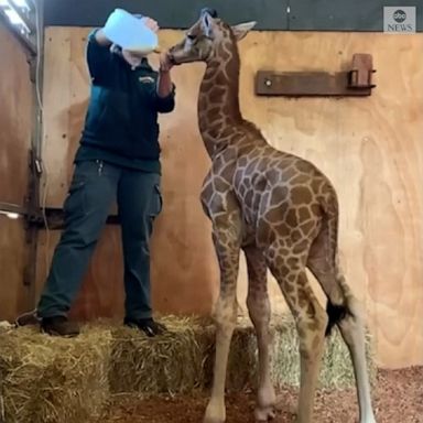 Zookeepers at the Perth Zoo stepped in to hand raise a baby giraffe rejected by its mother.