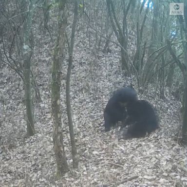 Infrared cameras at the Badagong Mountain National Nature Reserve in China captured a rare scene of two endangered black bears wrestling in the woods.