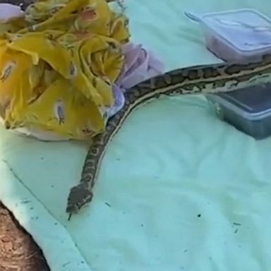 Carpet python gate-crashes picnic, forcing a temporary suspension while the snake slithered across the rug.