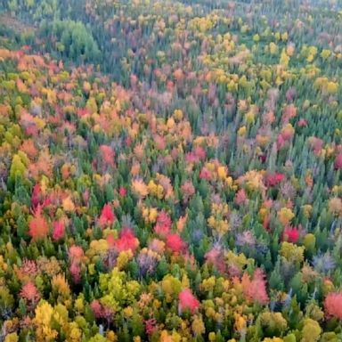 A drone captured footage of the vibrant shades of autumn in Newfoundland.