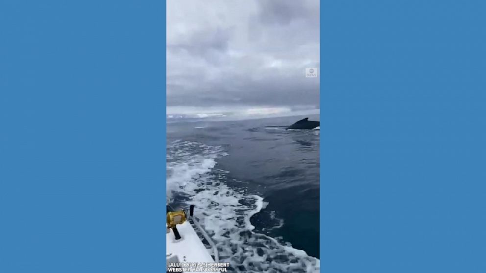 A couple of whales got a little too close for one fisherman’s comfort off the coast of Australia.