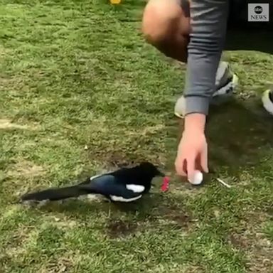 A mischievous magpie gave a whole new meaning to the term 'birdie' as it knocked a golfer's ball off its tee over and over.