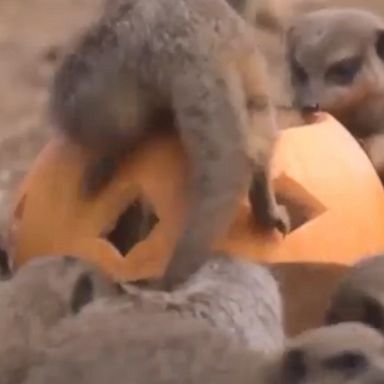 Creatures from lemurs to pythons feasted on tasty snacks to get into the Halloween spirit at the Chester Zoo.