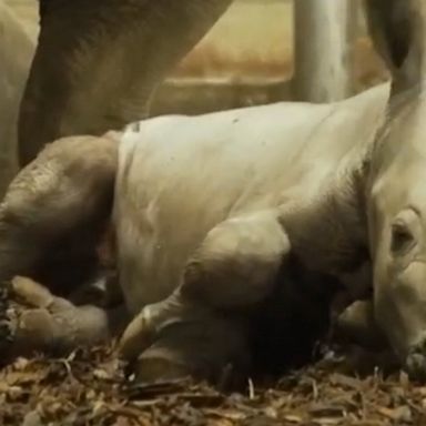 A Dutch zoo celebrated the arrival of Stark, a healthy rhinoceros calf named after a retiring mechanic at the zoo.