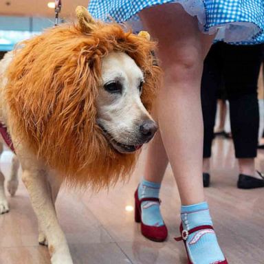 VIDEO: Pet costume parade, migrant caravan, fall scenery: World in Photos, Oct 28